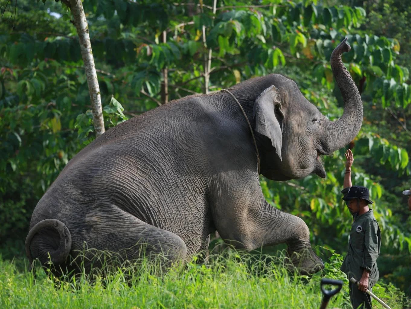EKOWISATA PEMERIHAN - Elephants Sanctuary